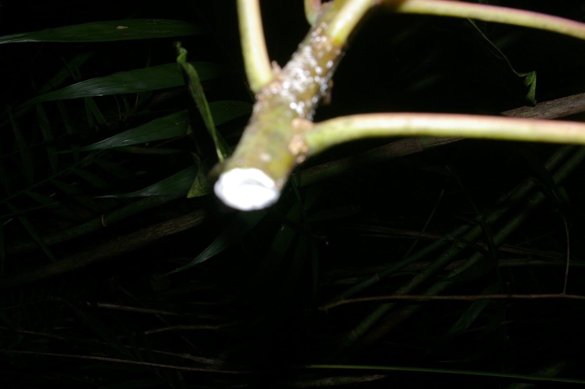 Sapium 9