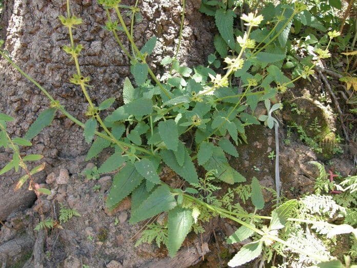 Stachys coccinea 9