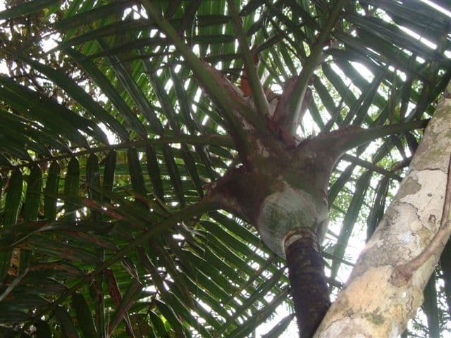 Burretiokentia 3