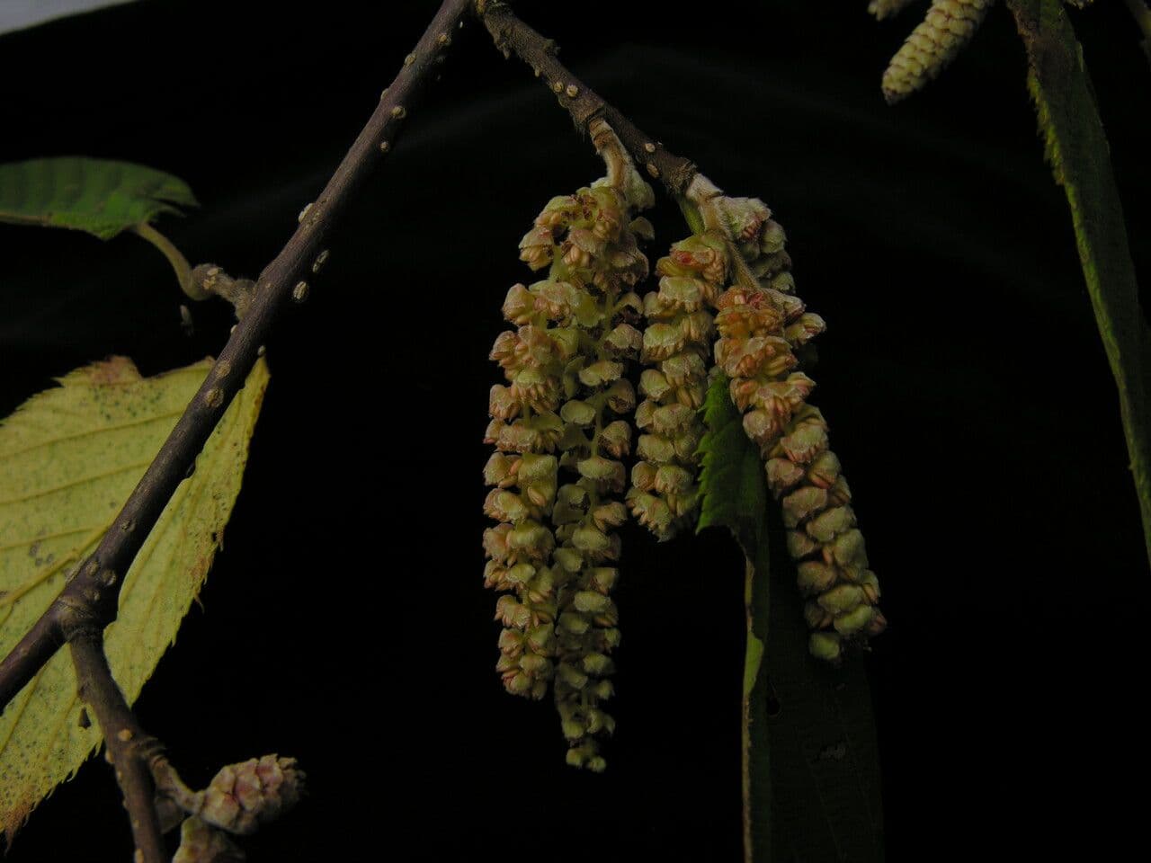 Himalayan hazel 2
