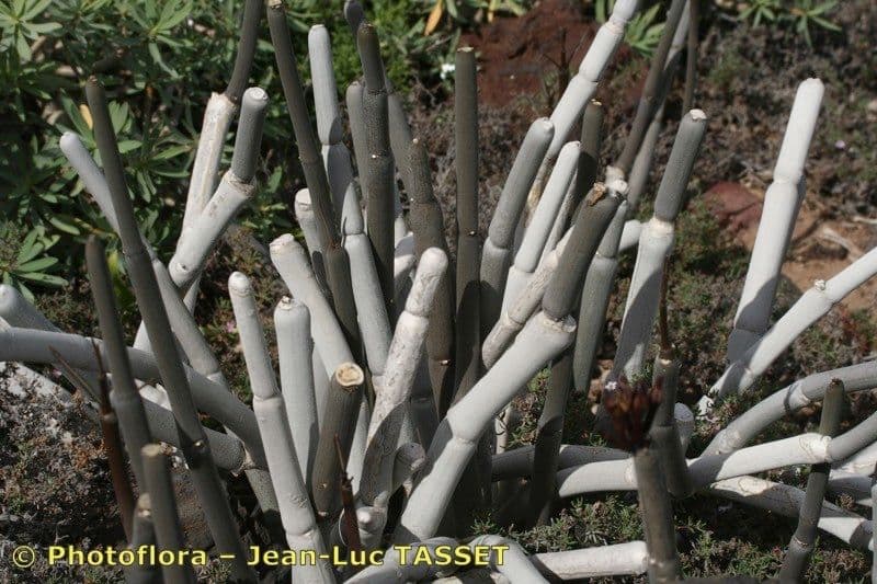 Ceropegia 8