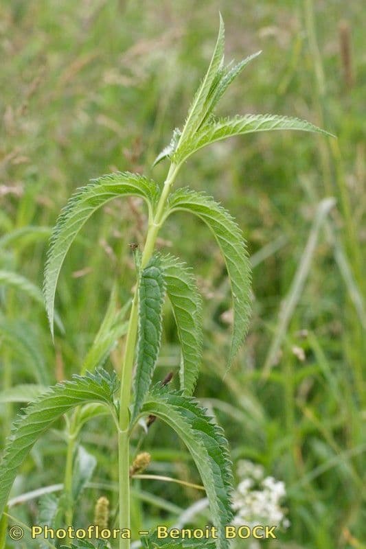 Verónica de hoja larga 24