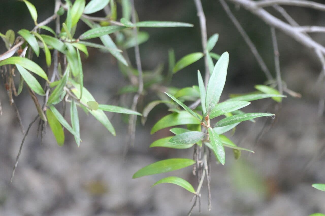 Grevillea reale 7