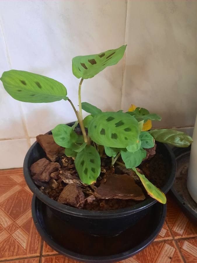 Maranta 10