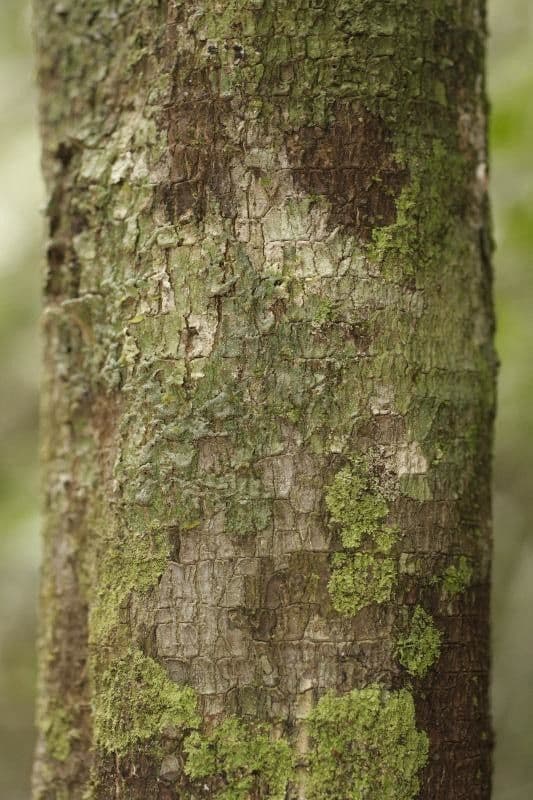 Rhabdodendron 8