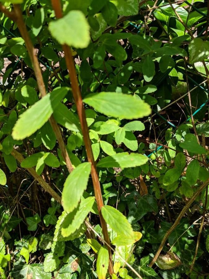 Spiraea di Douglas 25
