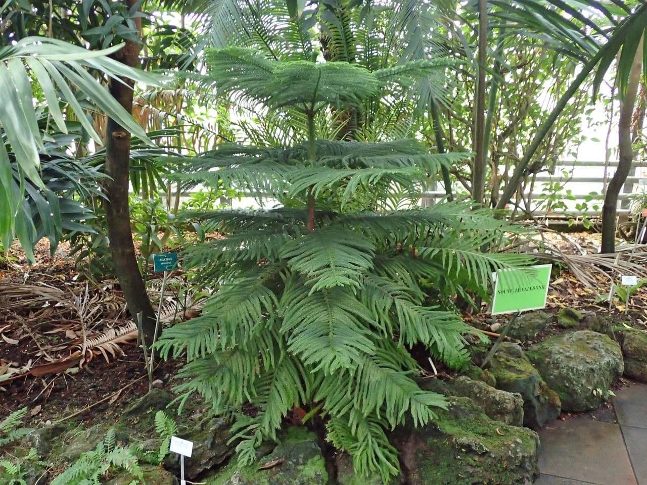 Blokoun 9