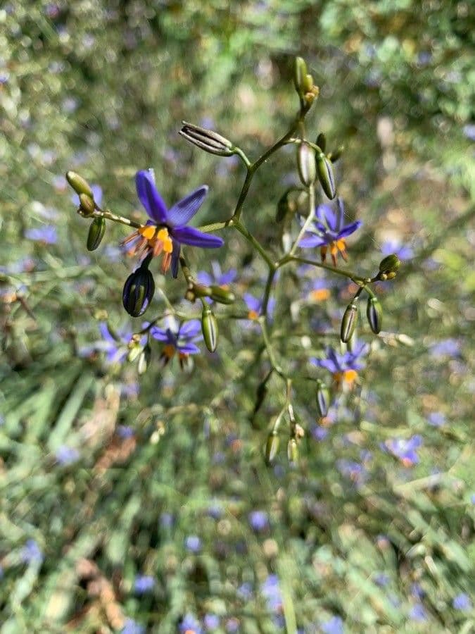 Dianella 3