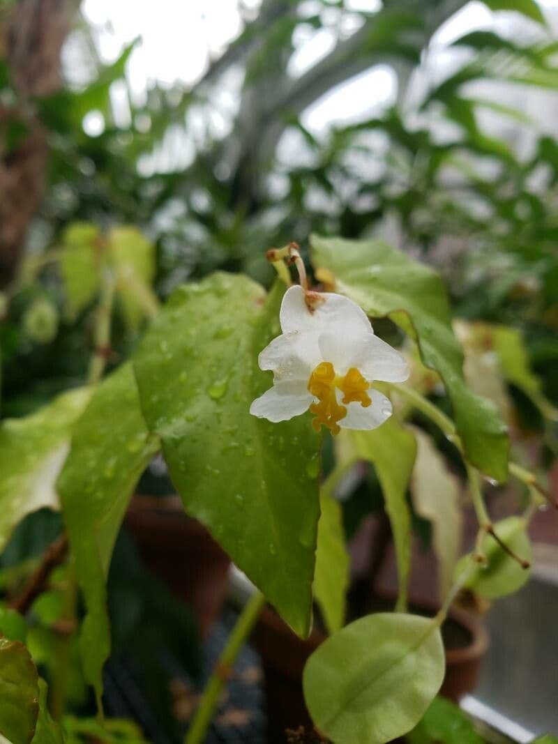 Begonia