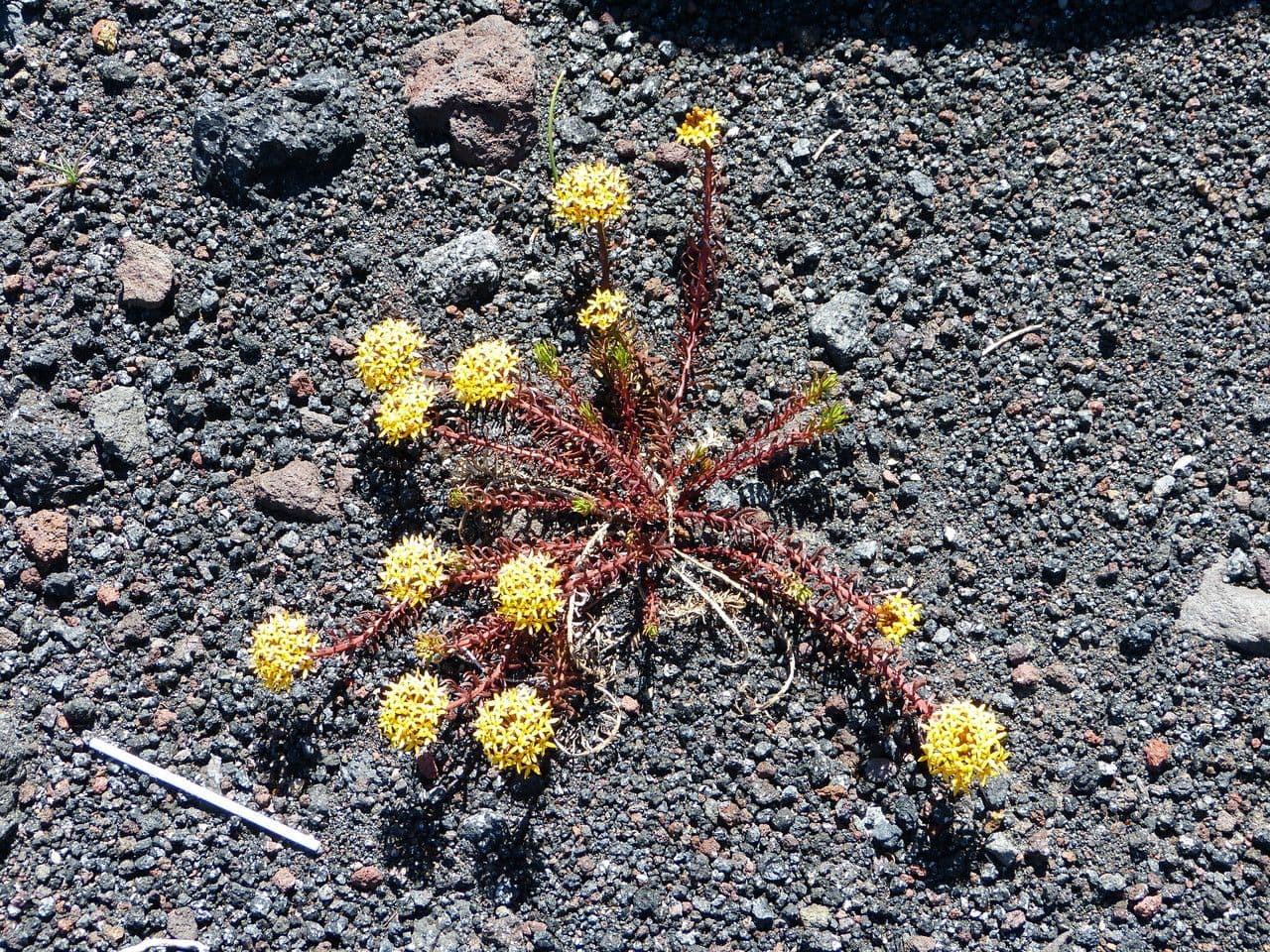 Quinchamalium 15