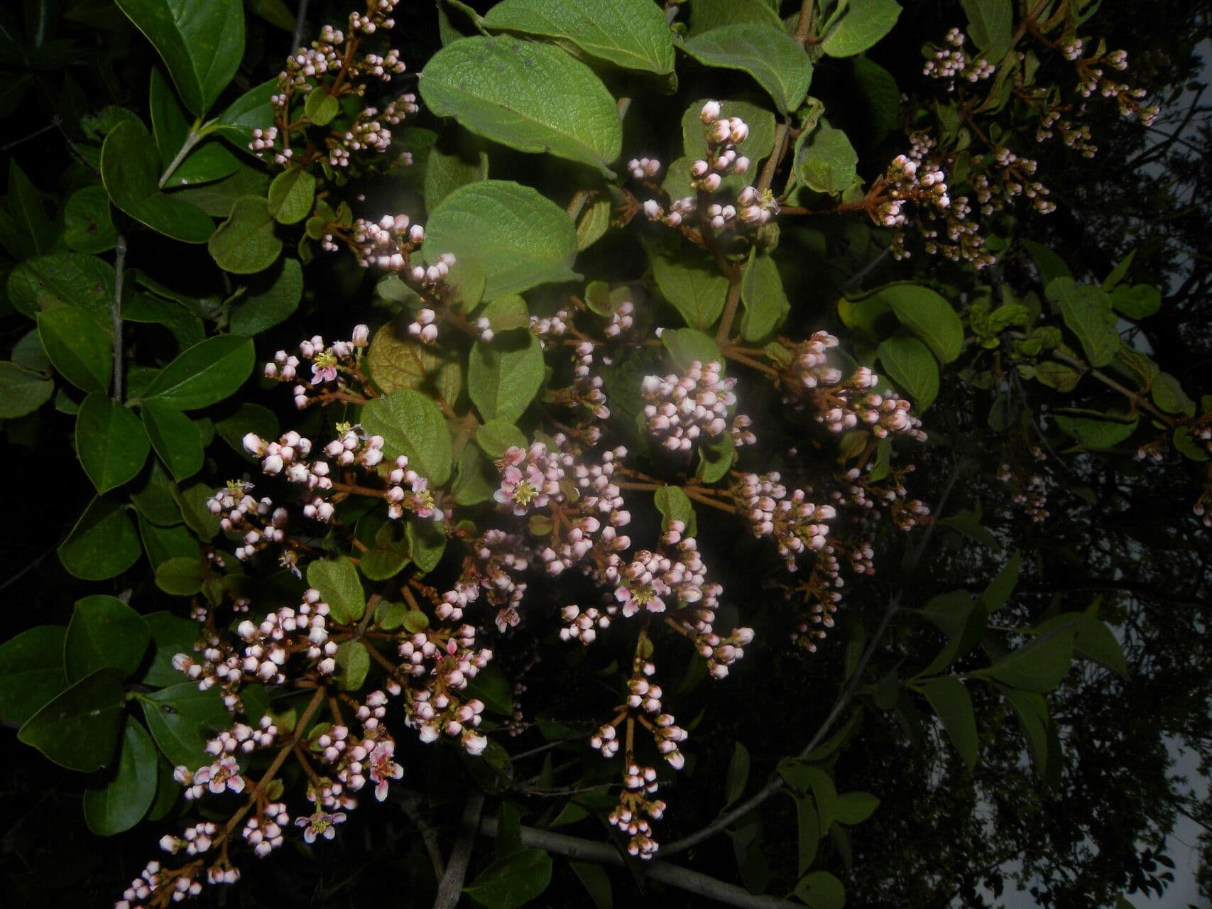 Heteropterys 11