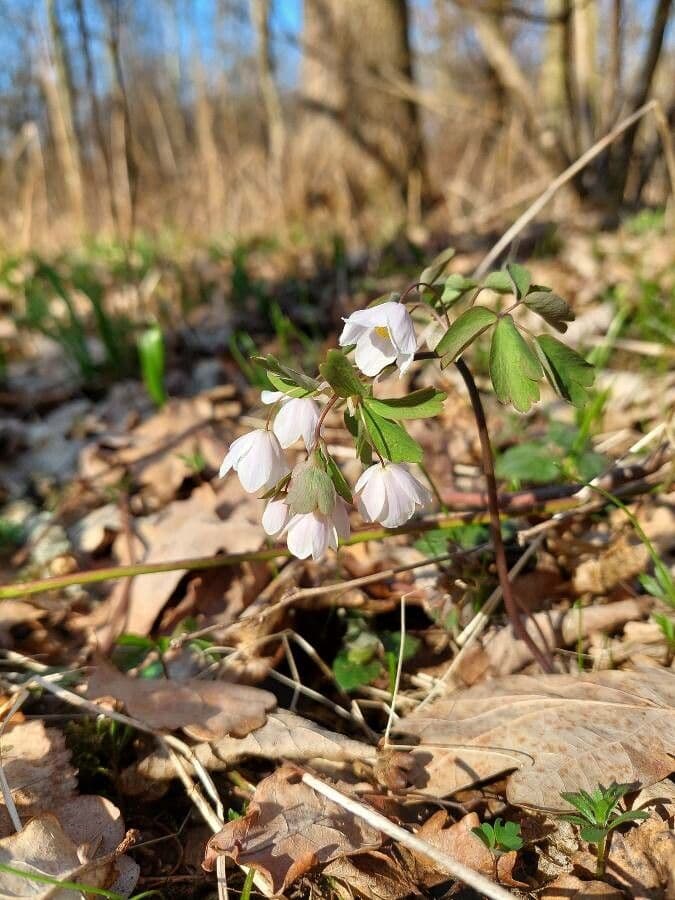 Glockenblume 9