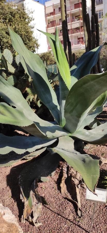 Agave