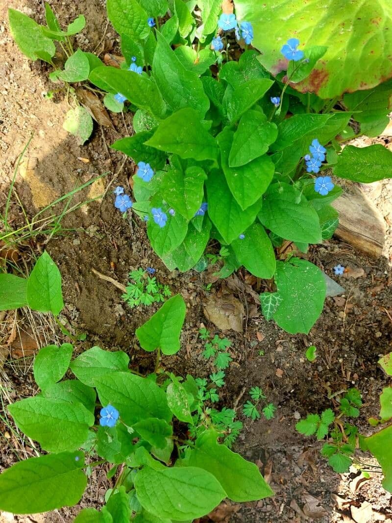 Omphalodes verna 12