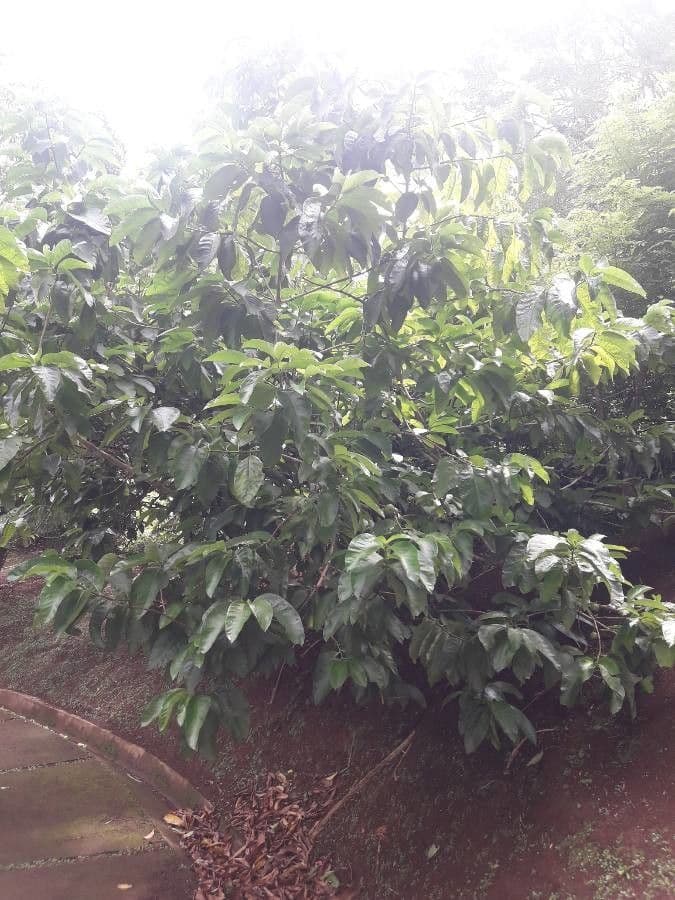 Vangueria madagascariensis 12