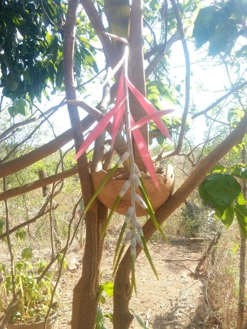 Billbergia 12