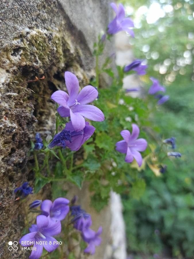 Campanilla adriática 8