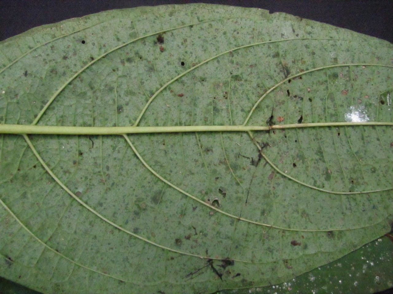 Witheringia 10