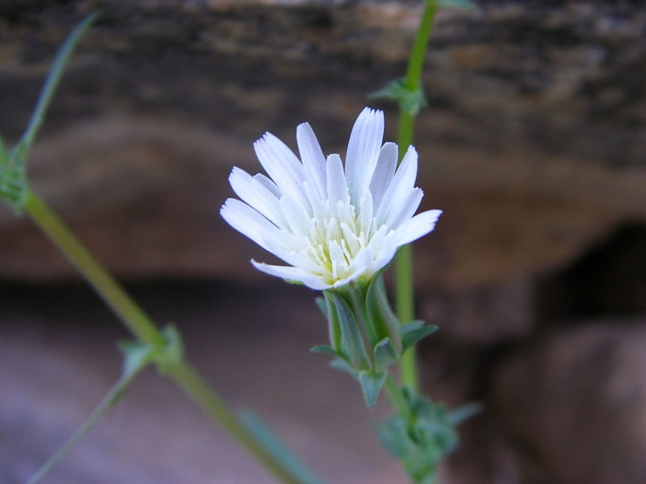 Rafinesquia californica 3