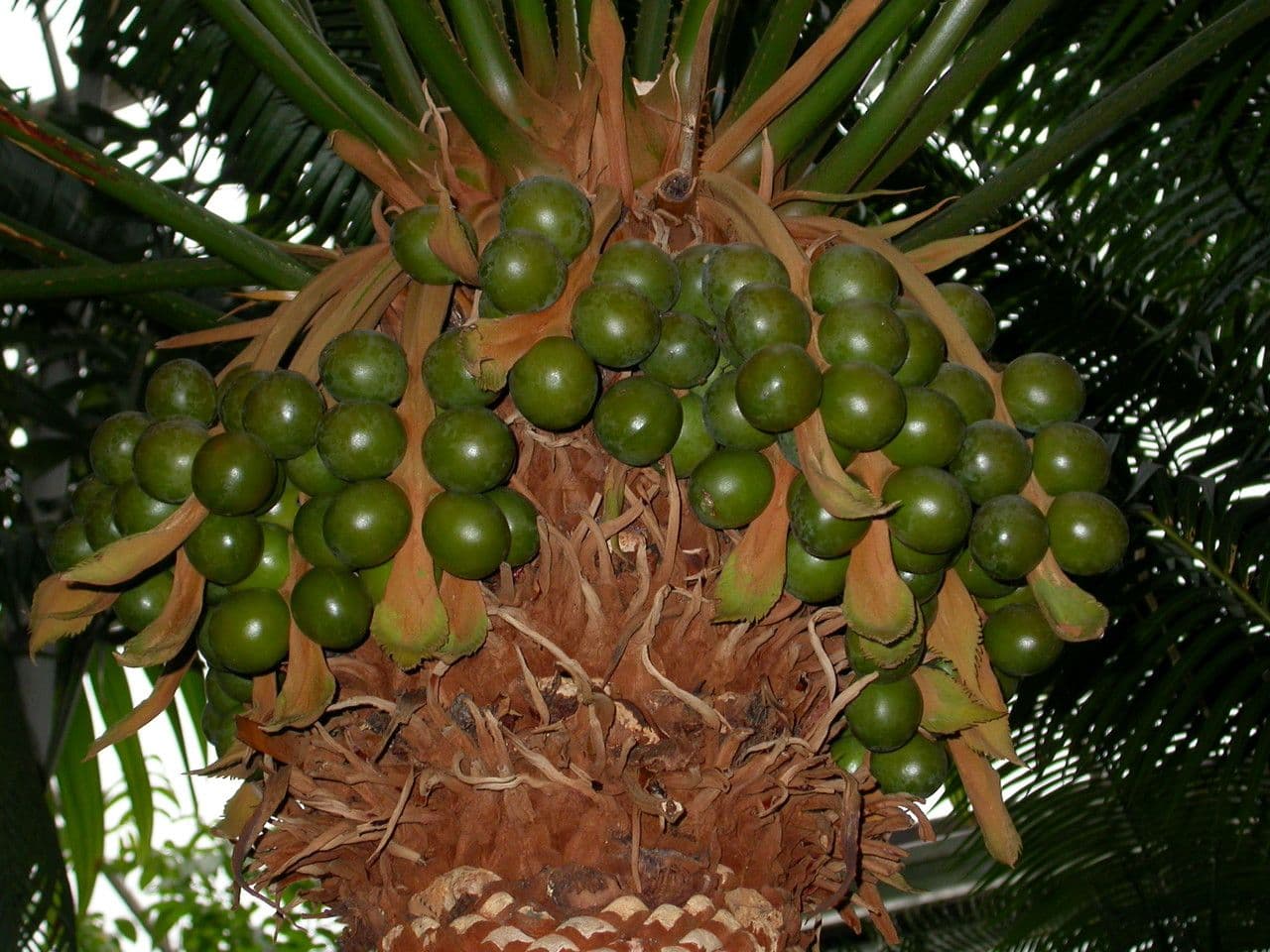 Madagaskar-Cycás