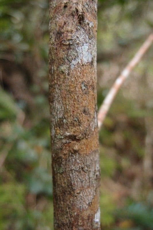 Erythroxylum 19