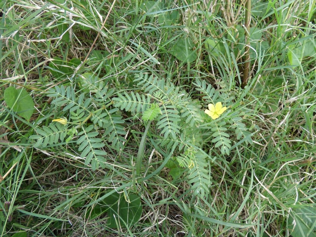 Tribolo cistoide 11