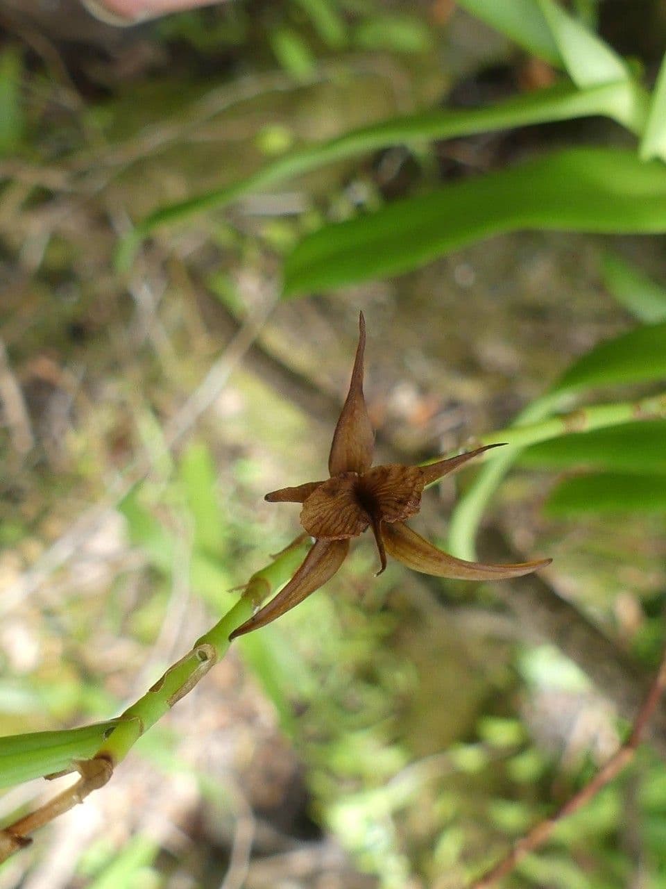 Oeoniella 5