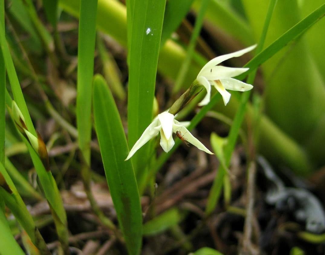 Nidema 2