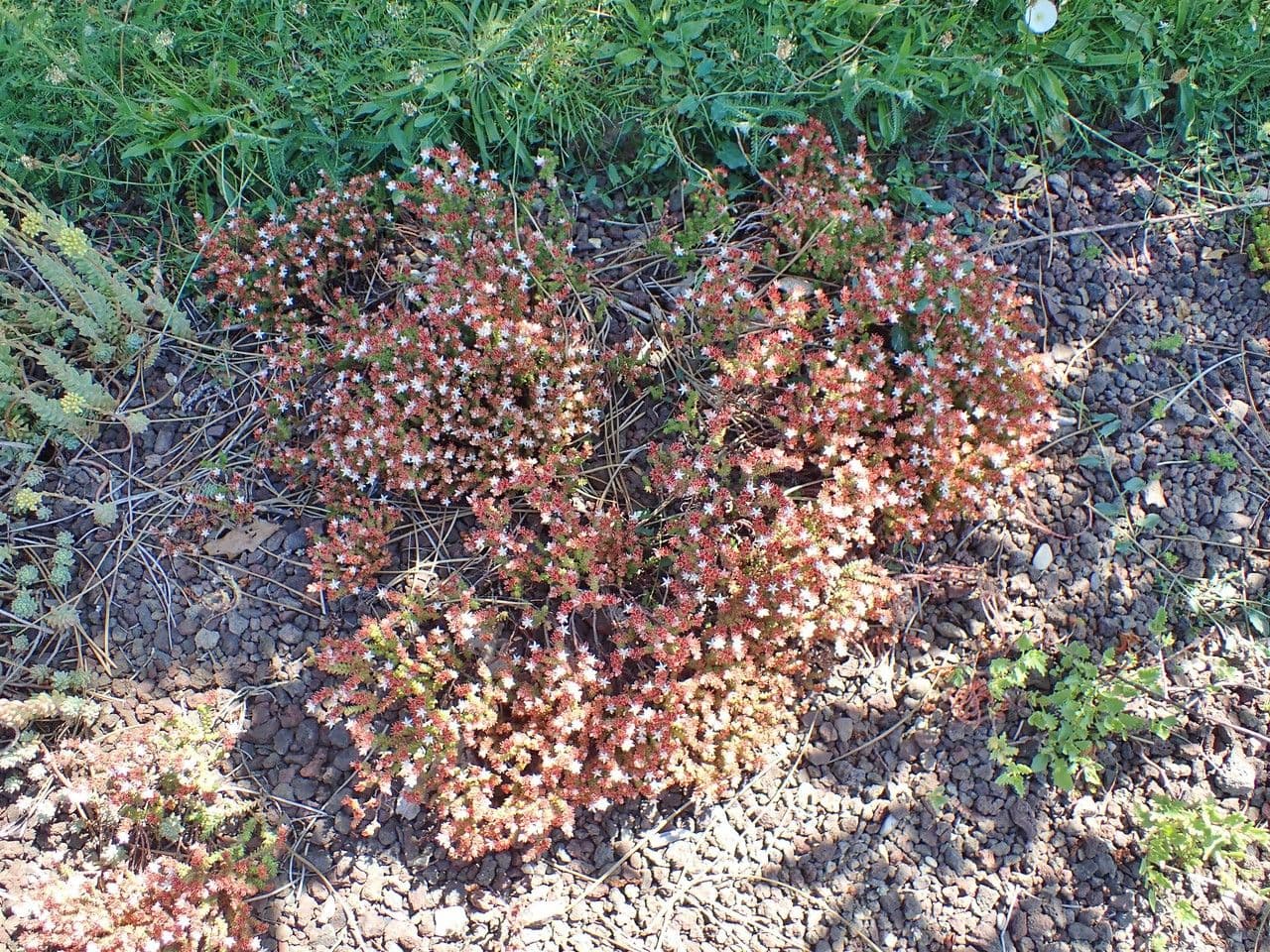 Sedum 10