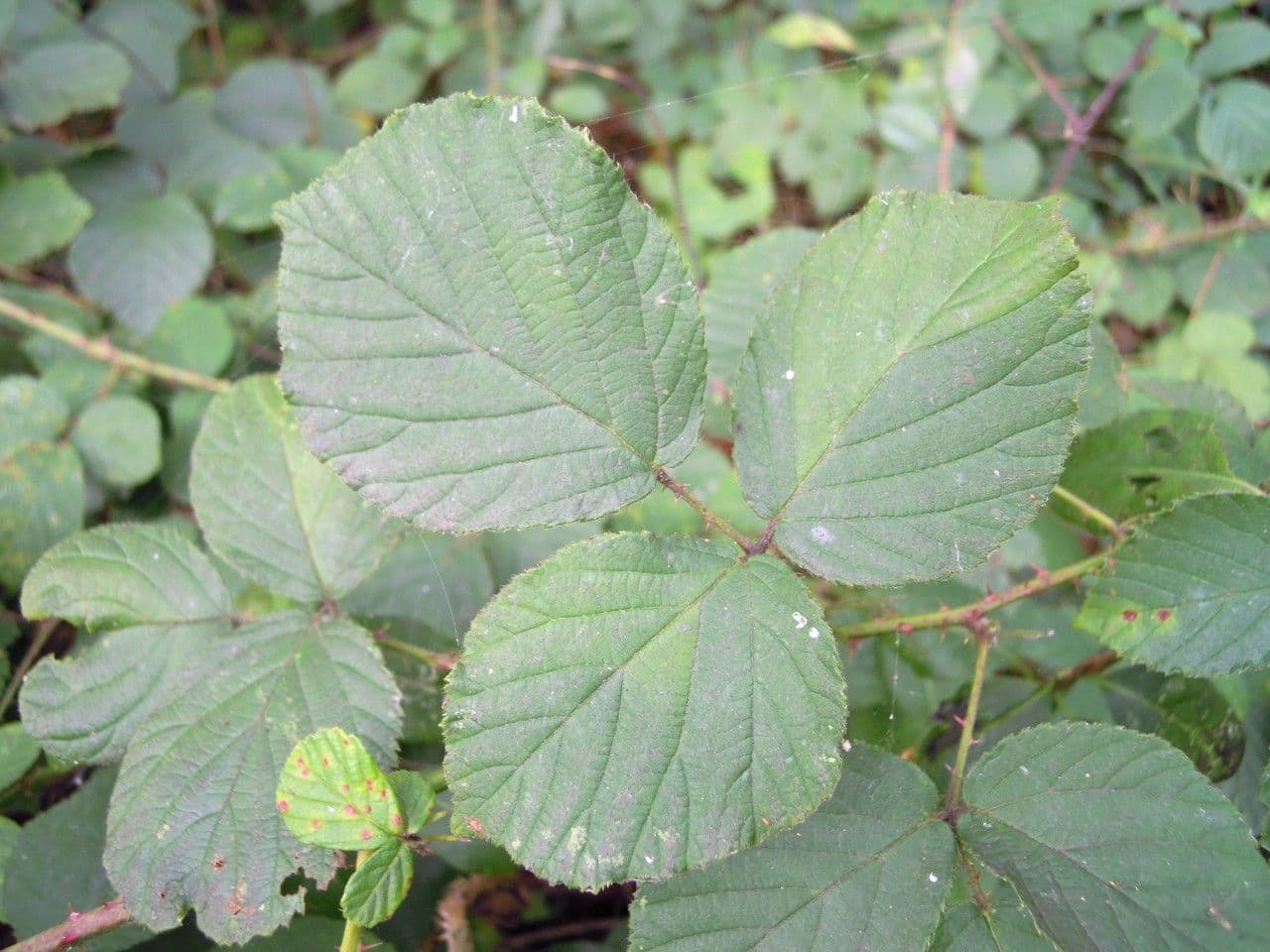 Brown-stemmed bramble 6
