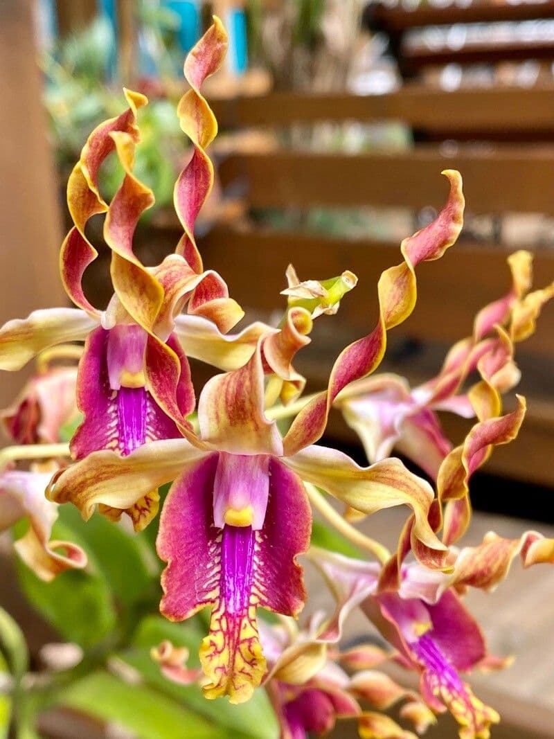 Dendrobium