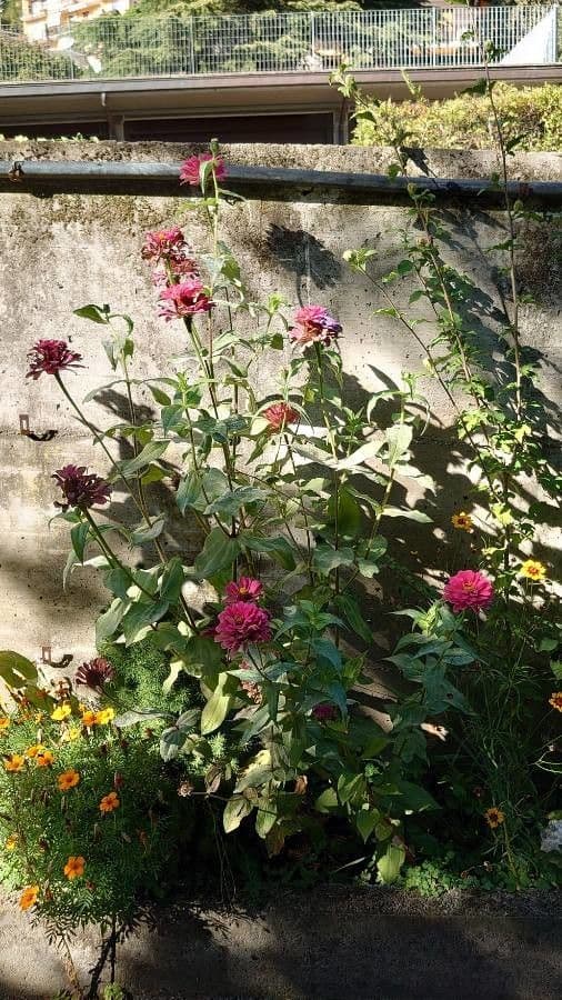 Zinnia di Haage 11