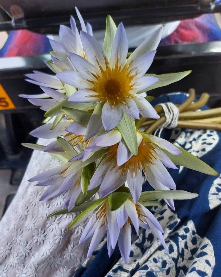Ninfea elegante 3