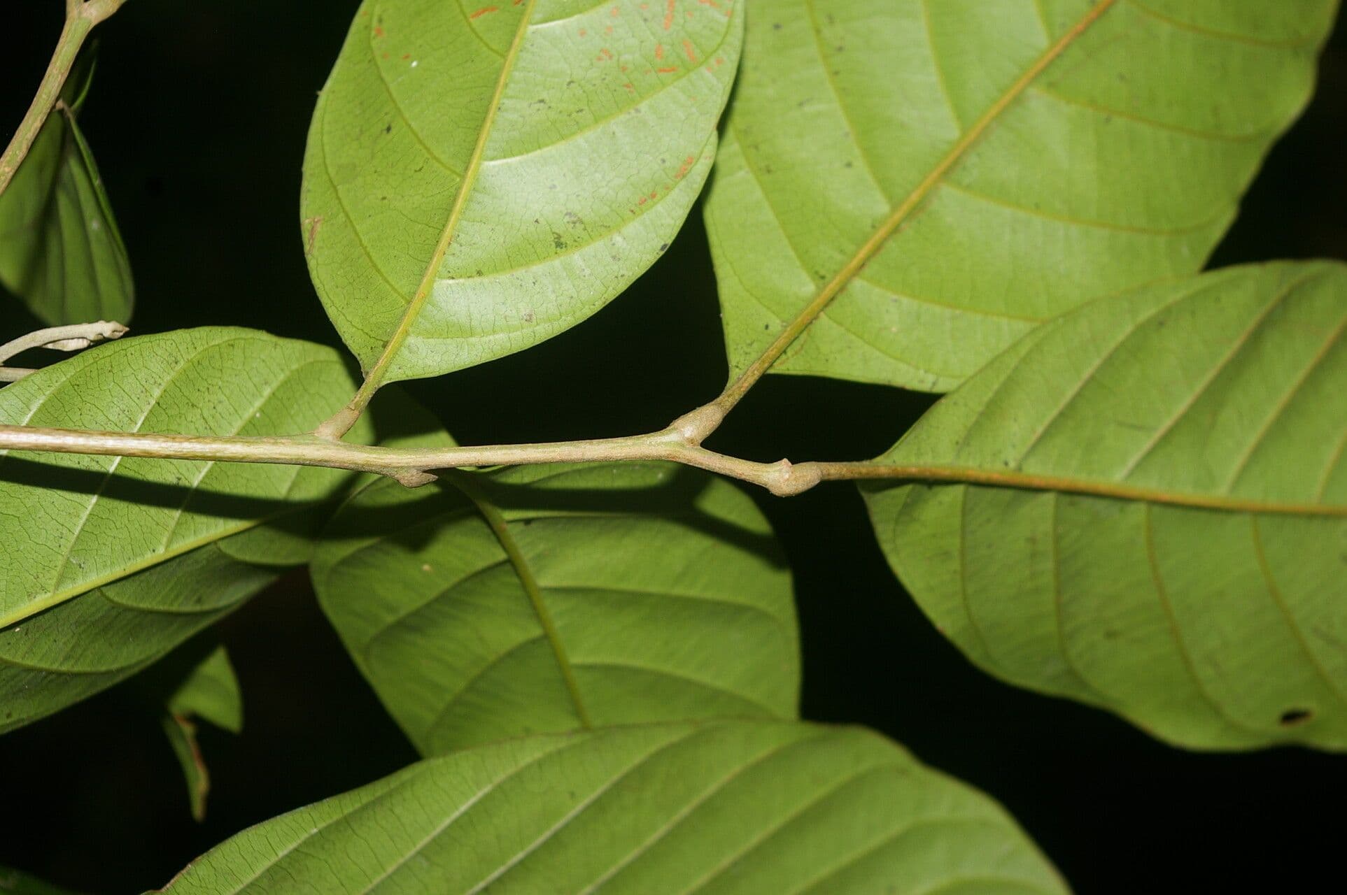 Cupania 10