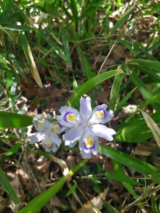 Iris japonés 15