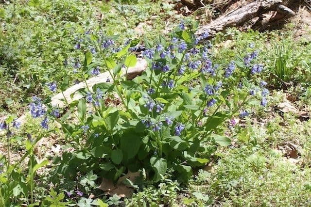 Virginisches Blauglöckchen 7