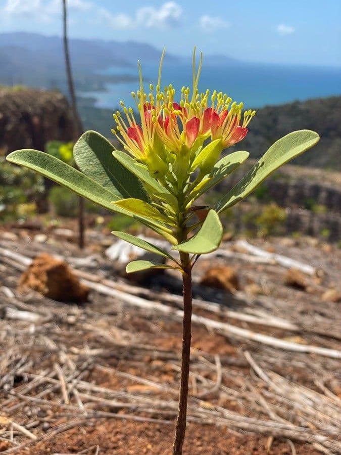 Xanthostemon 6