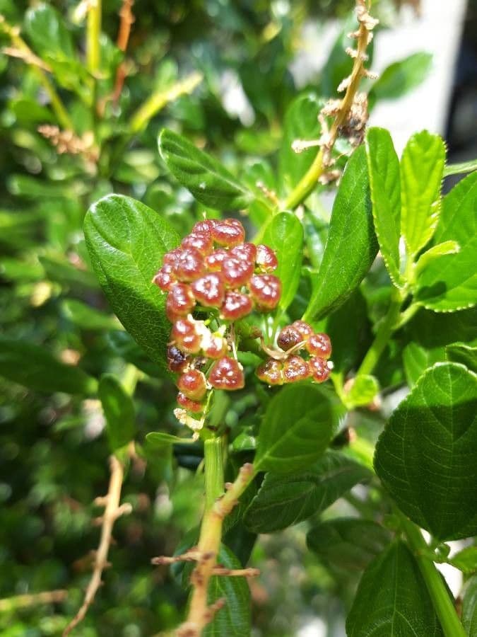 Ceanothus americký 18