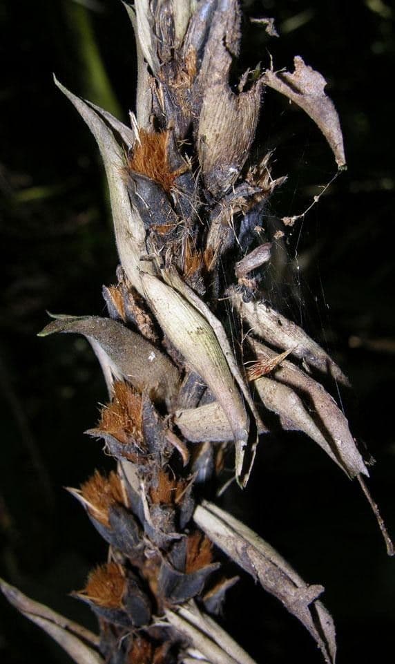 Pitcairnia 5