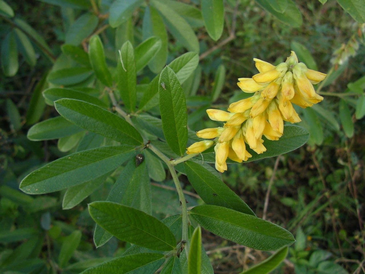Eriosema psoraleoides