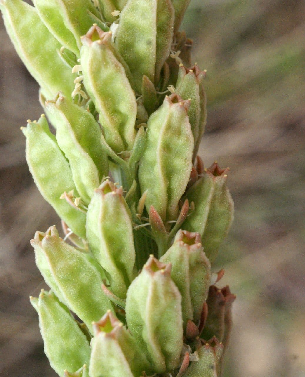 Reseda bianca
