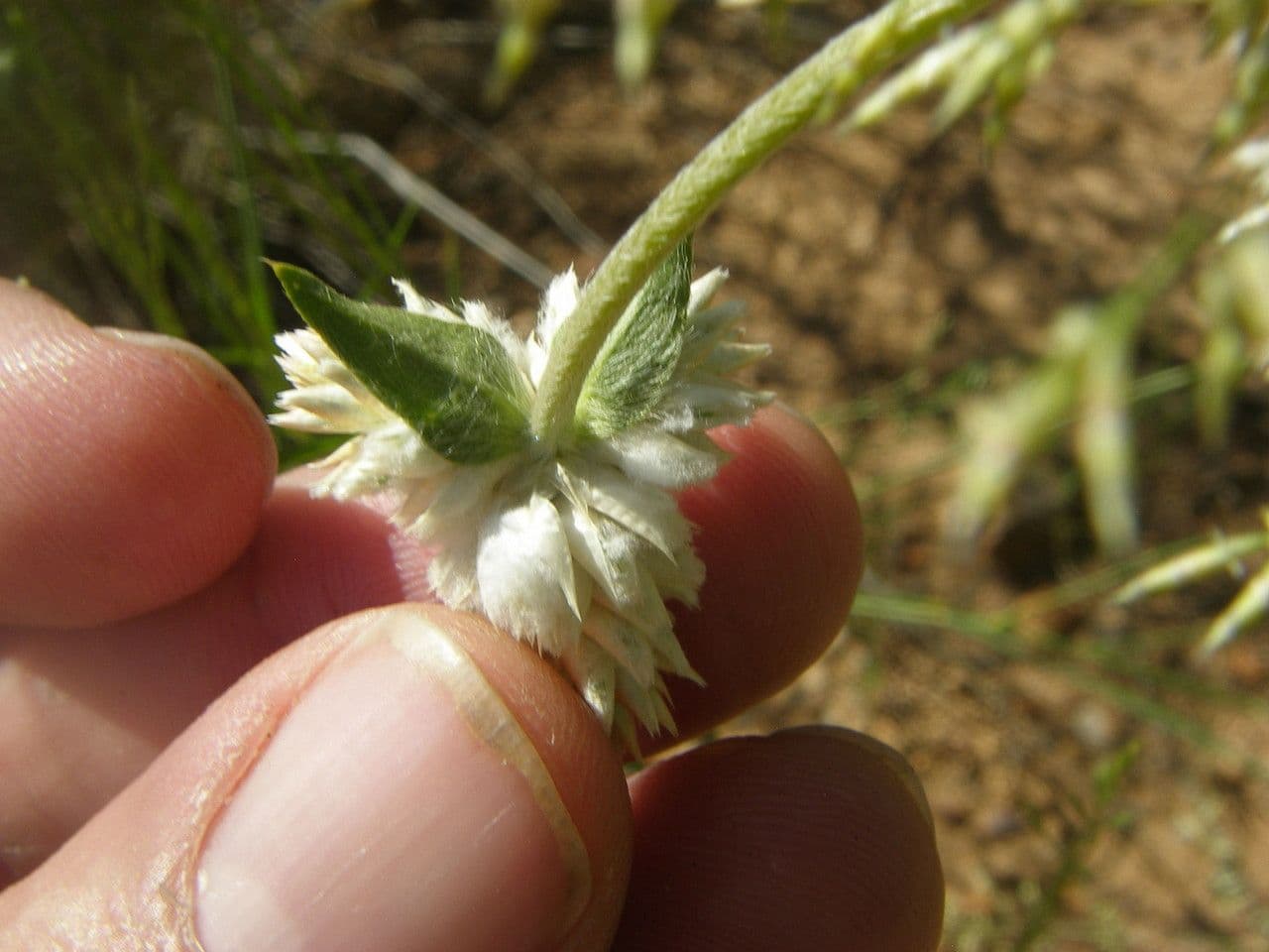 Gomphrena 2