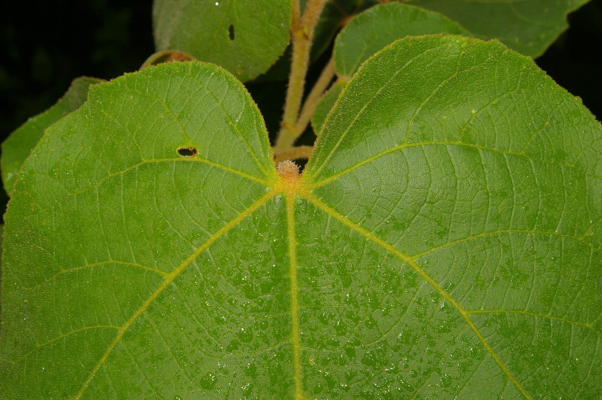 Croton 3