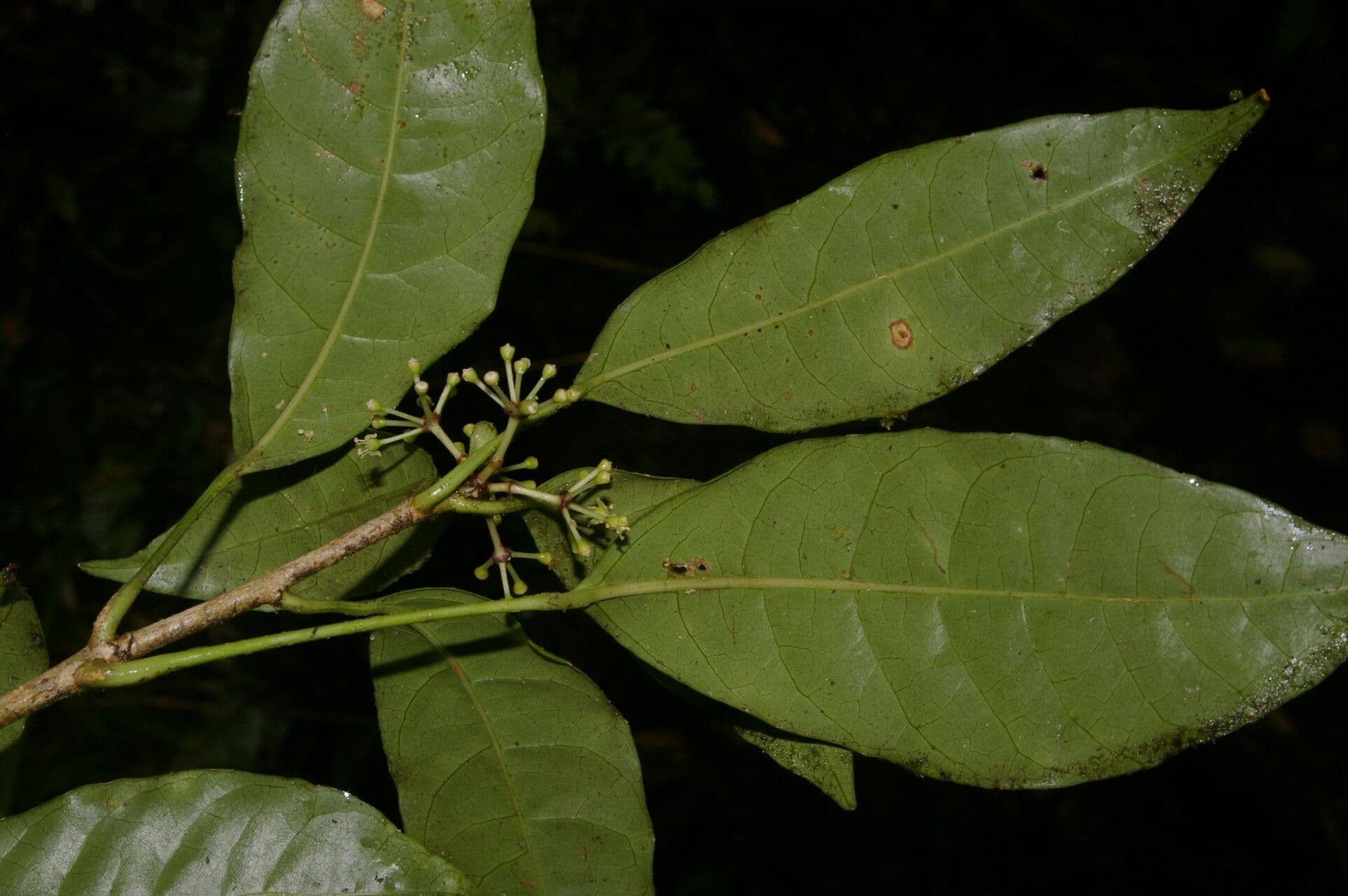 Dendropanax 4