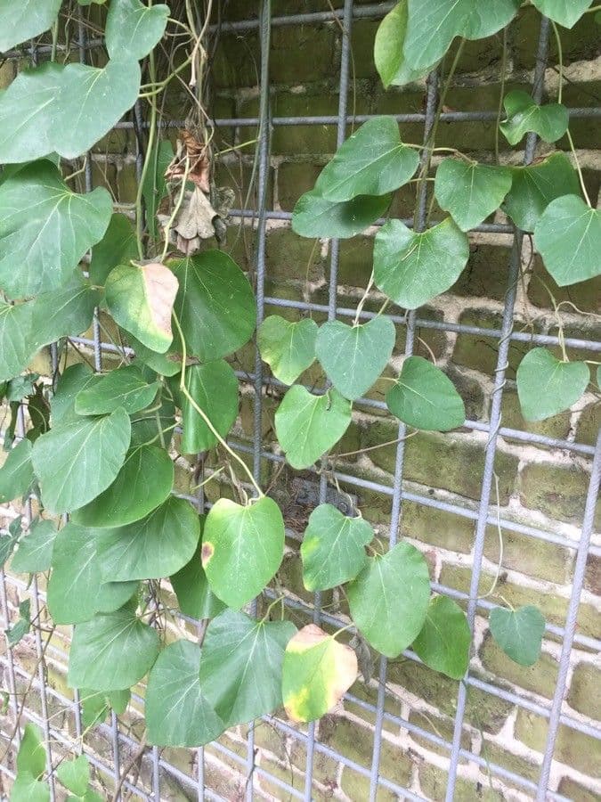 Aristolochia 9
