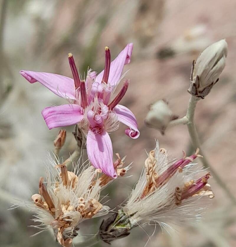 Hyalis 6