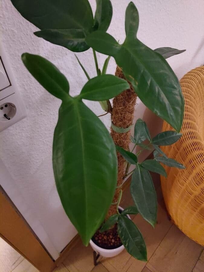 Syngonium 13