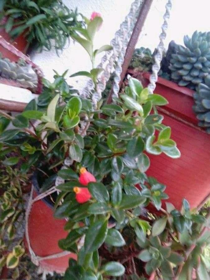 Nematanthus 3