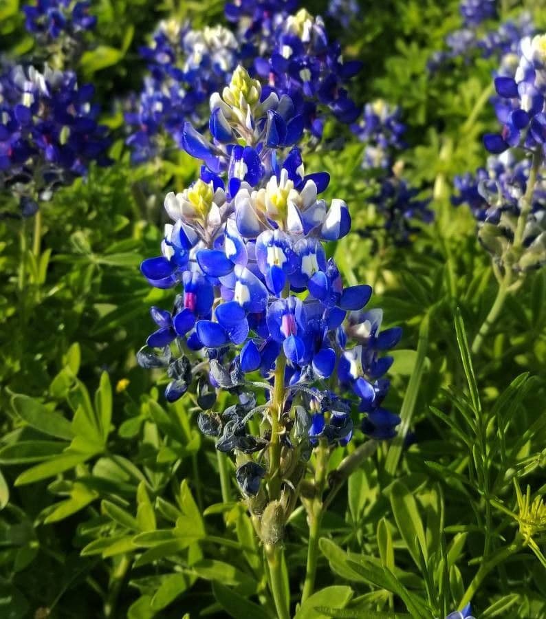 Lupinus texensis 7