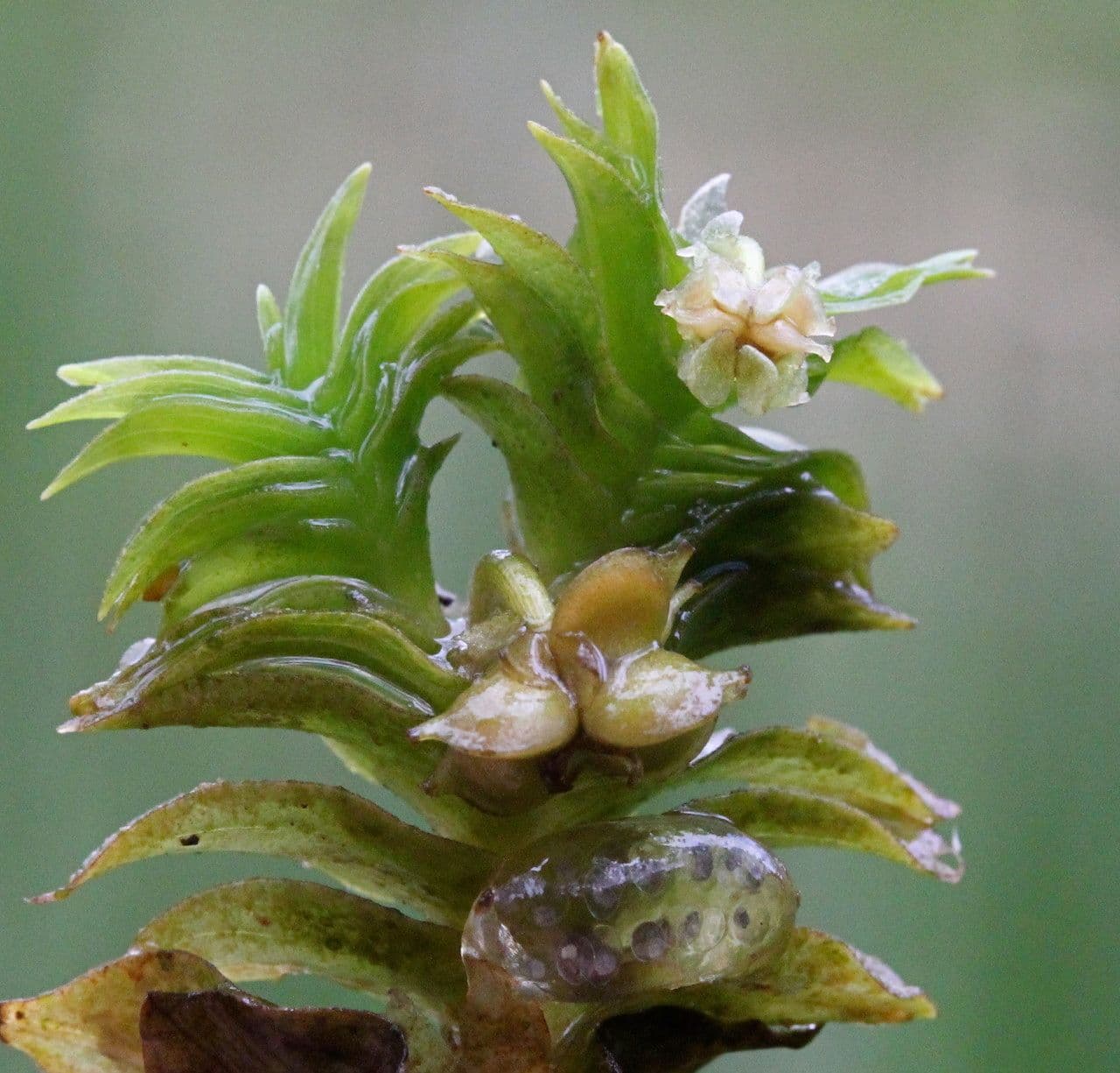 Groenlandia densa 4